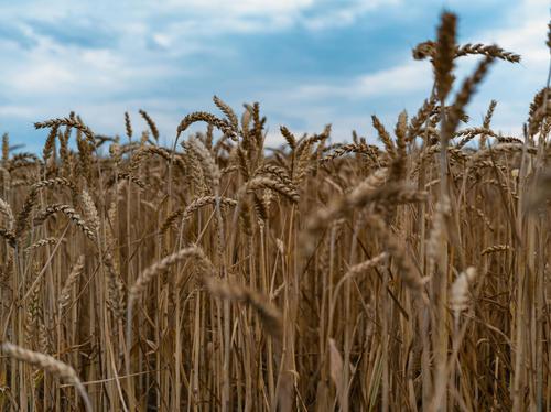 Is Wheat Poised for a Major Breakout, and What's Driving the Surge