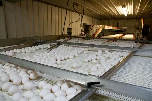 Cal-Maine's "Cheap" 5.5x P/E: A Mirage as Egg Prices Normalize Post-Settlement