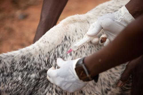 Congressional Compass: Why Fleischmann's Pivot to Animal Health Signals a Broader Market Shift