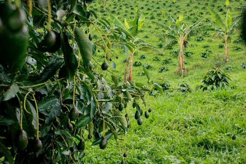 Is Mission Produce (AVO) Positioned for Profitability Amidst Volume Growth and Price Pressure
