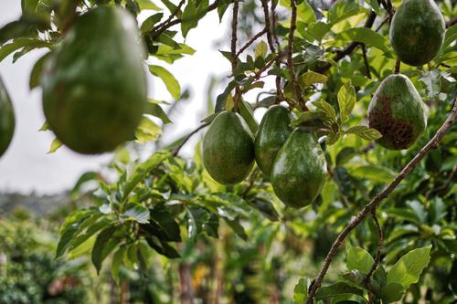 Mission Produce's Insider Bet: Why a $8.3 Million Purchase Signals a Turnaround