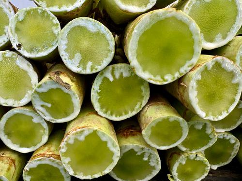 Is the Teucrium Soybean Fund (SOYB) a Timely Bet on the Biofuel Boom?