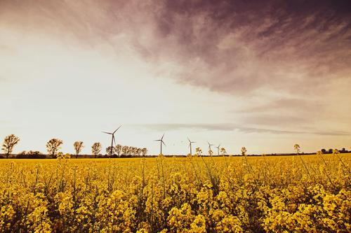 What is BioFuel Dynamics' New Patent and Why Does it Matter