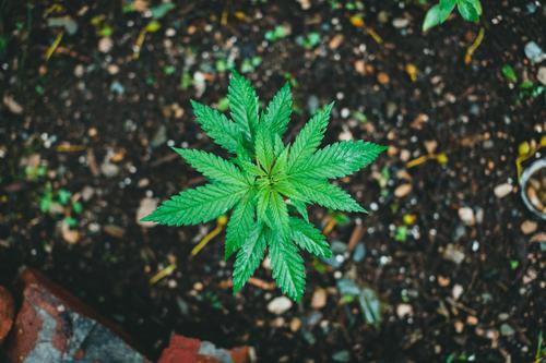 Why is Aurora Cannabis Calling Fiscal Year 2027 a "Reset Year"
