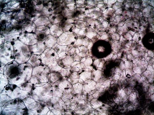 What Makes Tethis' SmartBioSurface® a Game-Changer in Cell Analysis