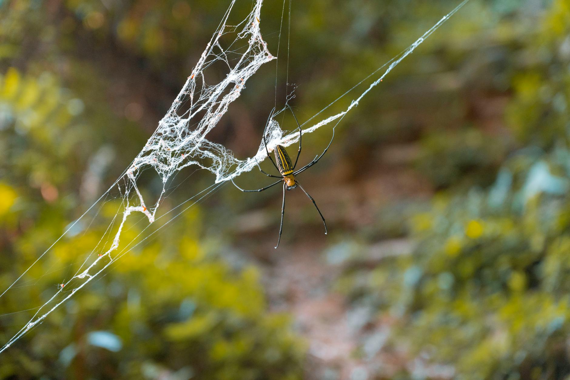 Is Kraig Biocraft Laboratories on the Cusp of a Material Revolution