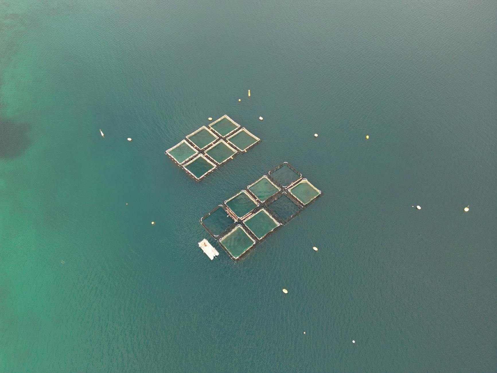 Is OceanHarvest Aquaculture (OCNH) a Game Changer in Sustainable Seafood