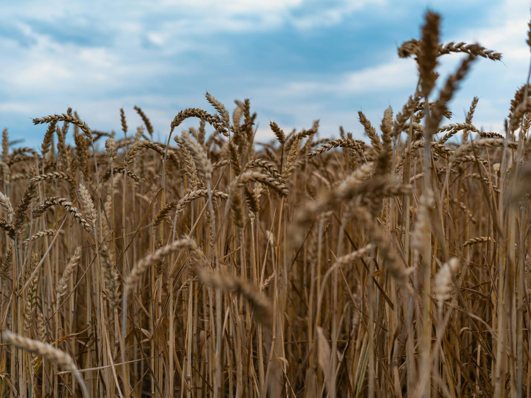 Is Wheat Poised for a Major Breakout, and What's Driving the Surge