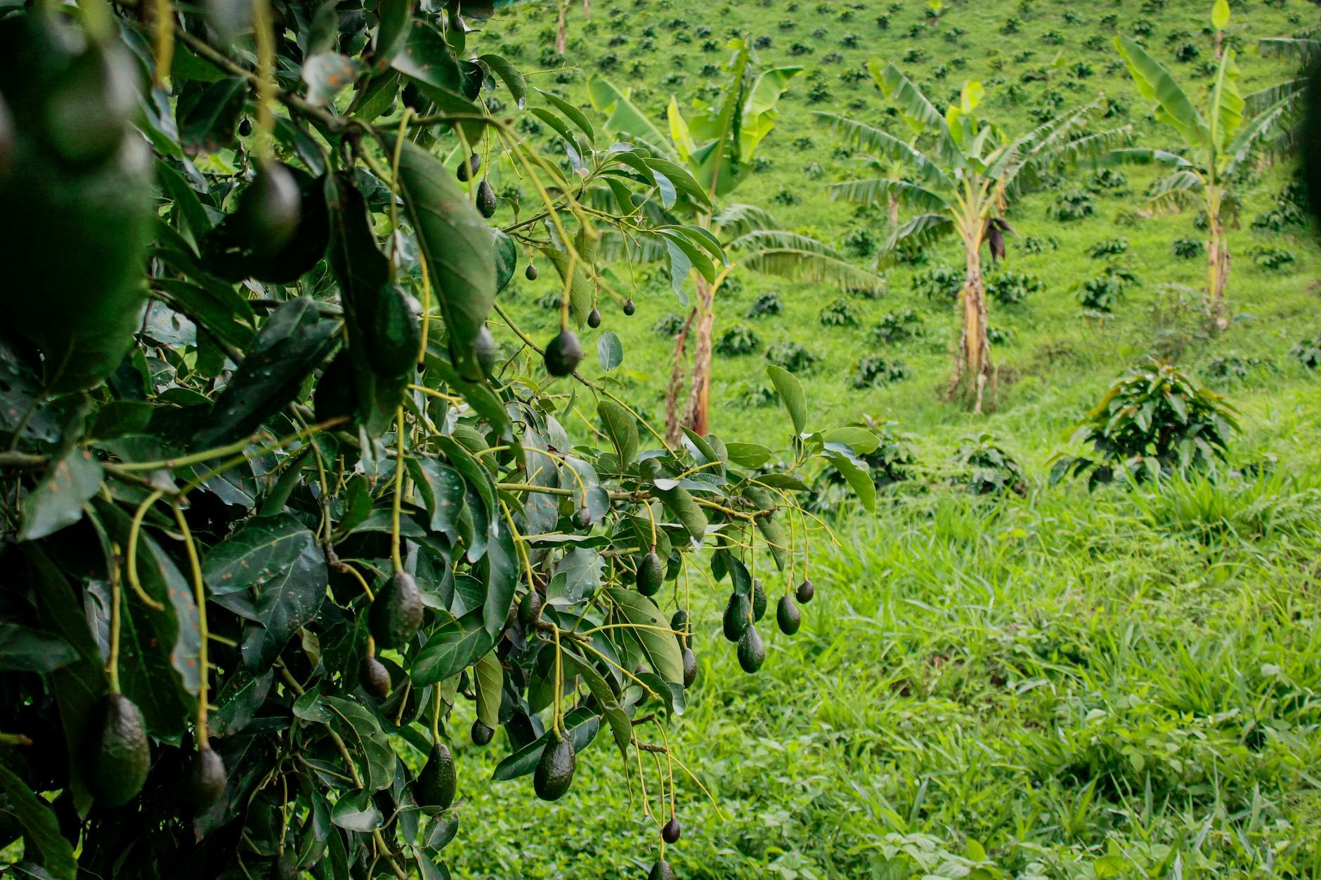 Is Mission Produce (AVO) Positioned for Profitability Amidst Volume Growth and Price Pressure