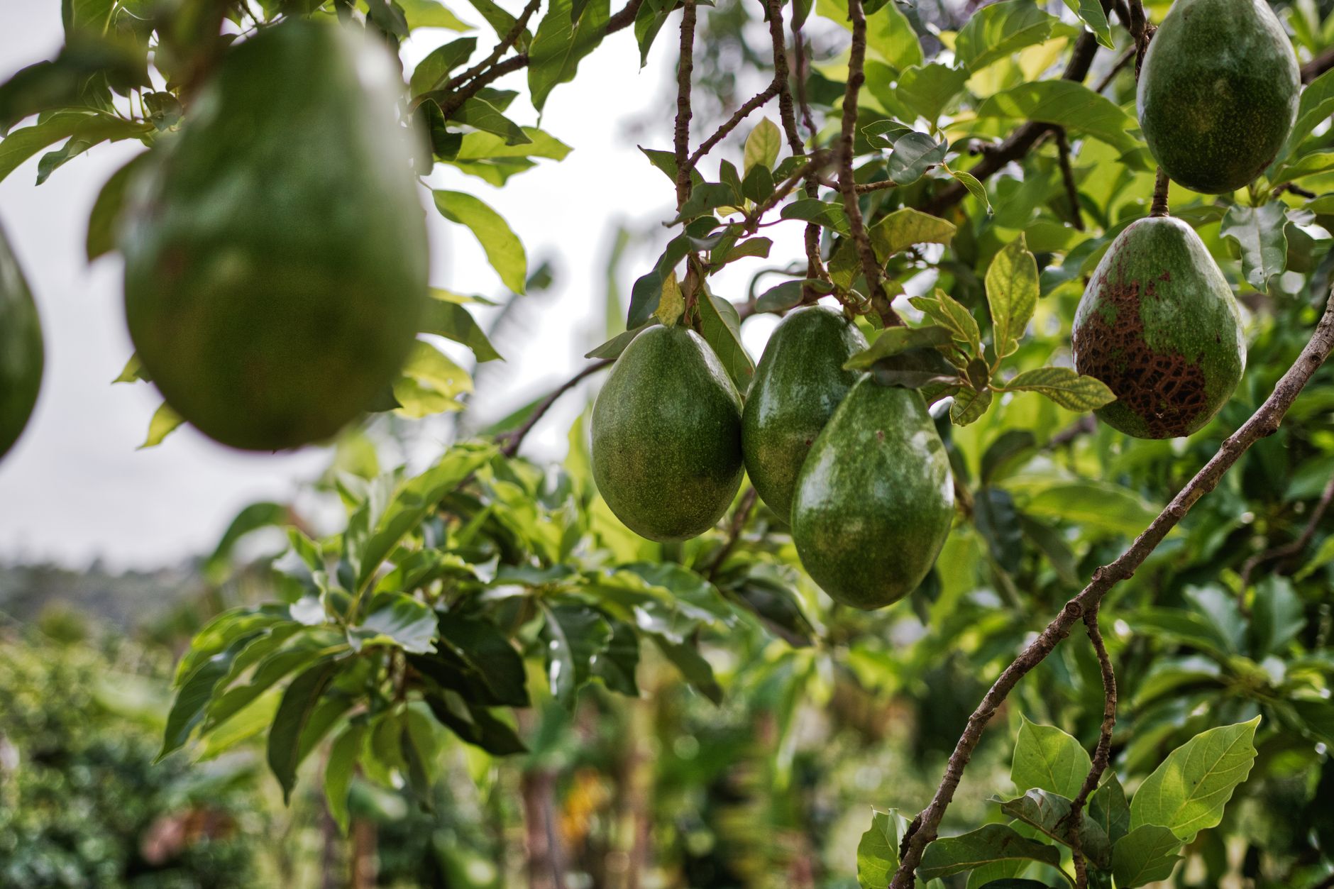 Mission Produce's Insider Bet: Why a $8.3 Million Purchase Signals a Turnaround