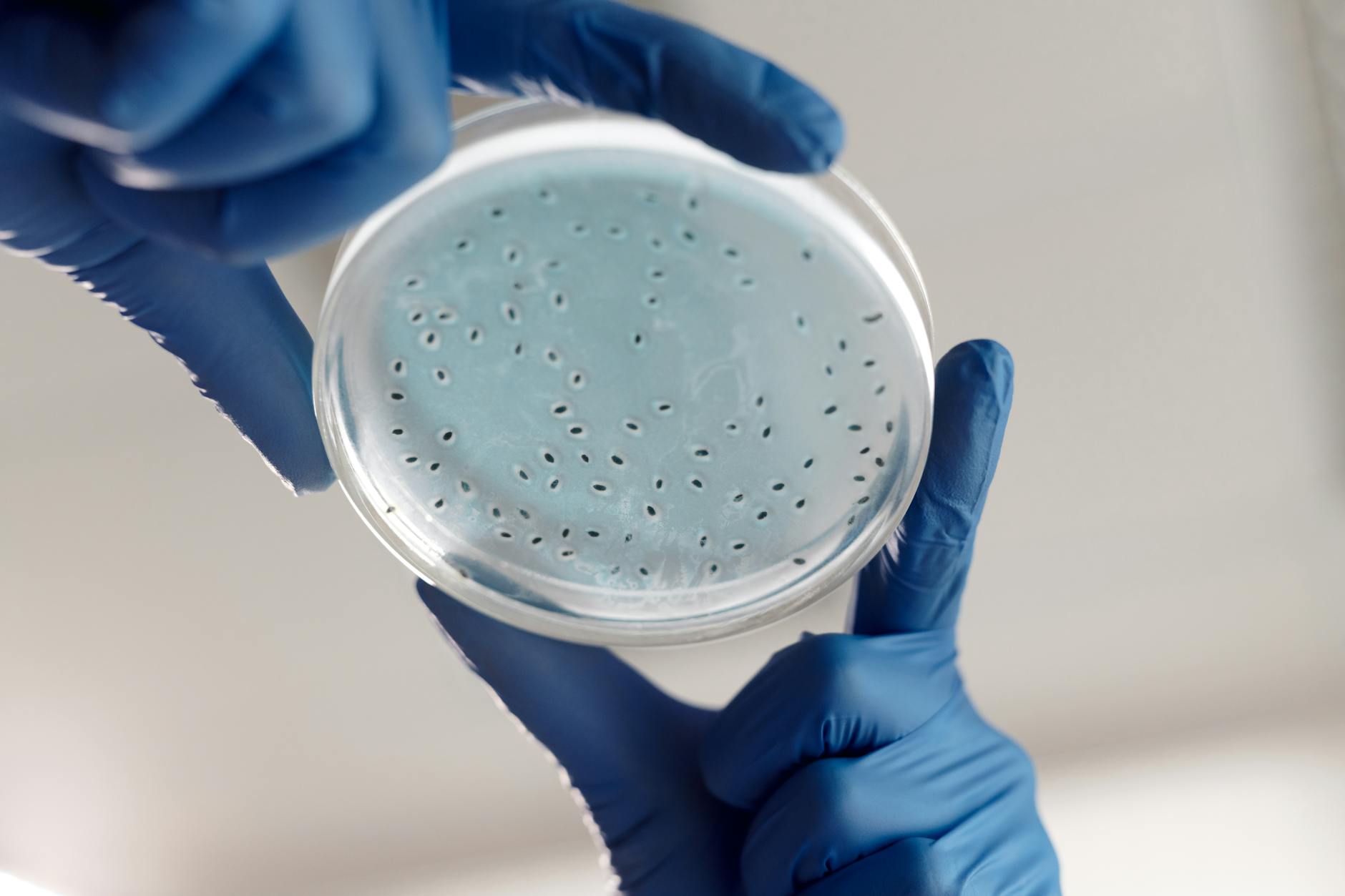 What is ImmunoGenius and What Are Its Lead Programs
