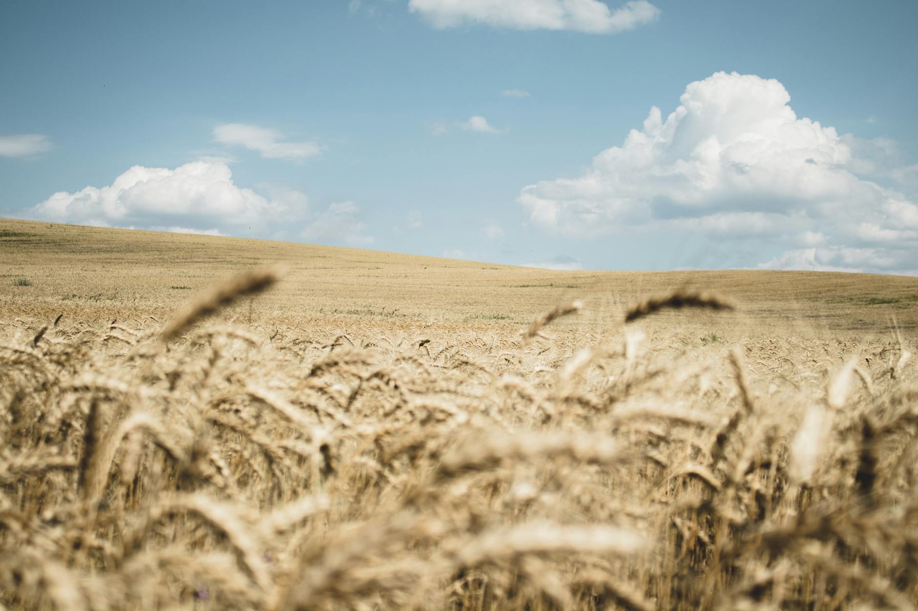 Is U.S. Wheat on the Brink of a Biotech Revolution