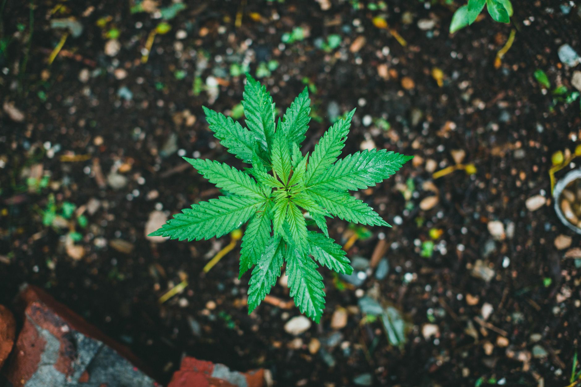 Why is Aurora Cannabis Calling Fiscal Year 2027 a "Reset Year"