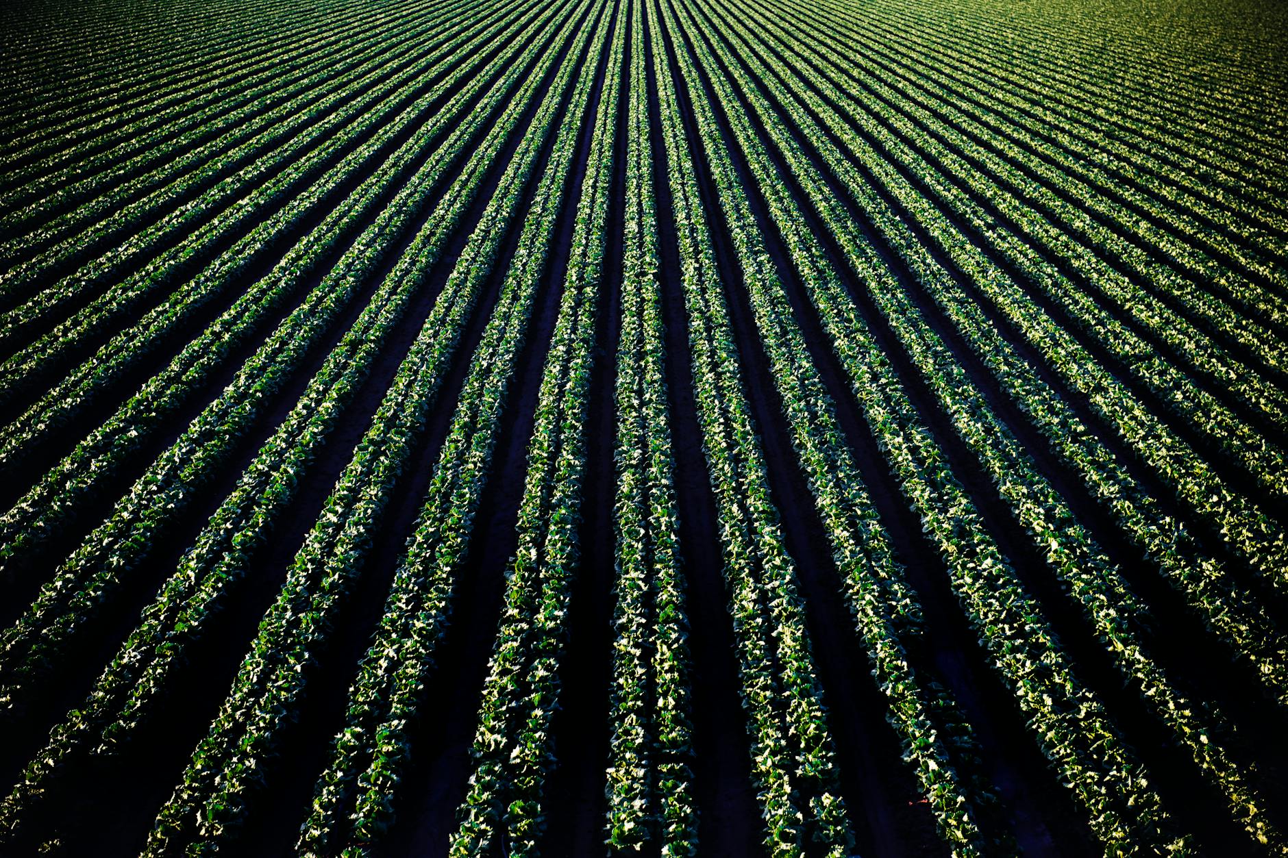 Is FMC Corporation a "Dirt Cheap" Value Play or a Value Trap